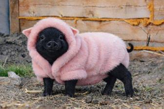 Продам Вьетнамских поросят