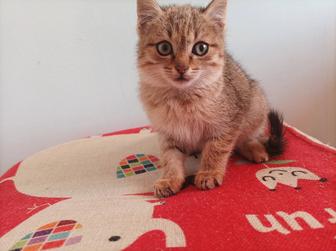 Домашние животные