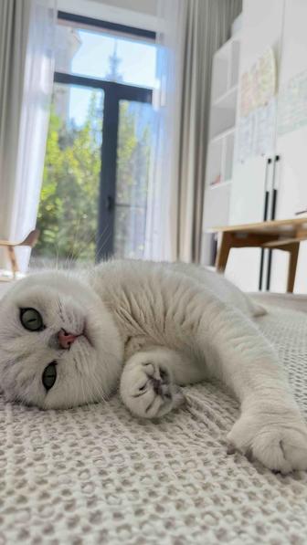 Отдам в хорошие руки кота Британский Короткошерстный 4 года