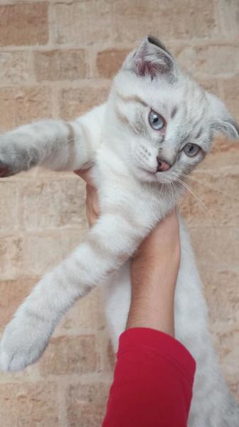 Отдам породистого котенка в хорошие руки