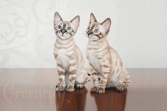 Снежный минк. Бенгальские котята.