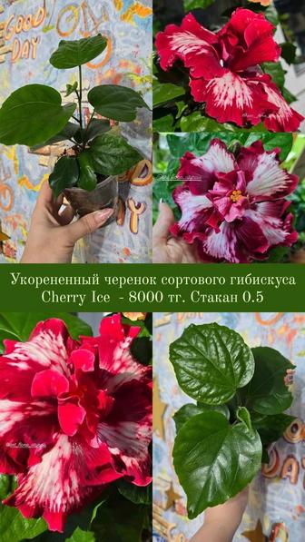 Сортовые гибискусы, гибискус, китайская роза