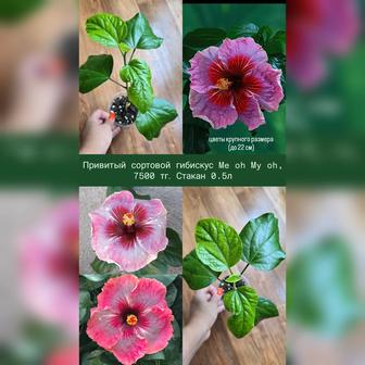 Сортовые гибискусы, гибискус, китайская роза