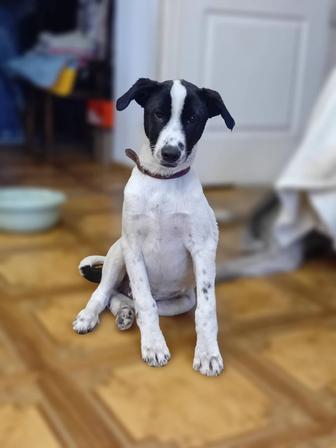 Ищу дом щенку.Мальчик.