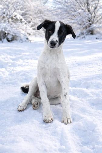 Ищу дом щенку.Мальчик.