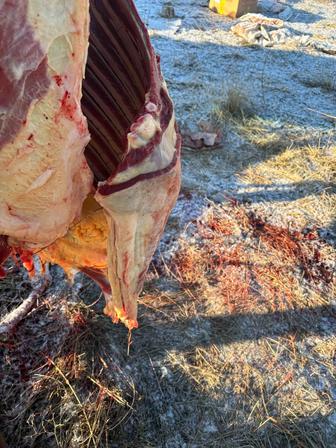 Продам мясо конины молодняк.Жабағының еттің саттам