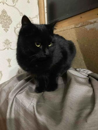 Отдам черную кошку