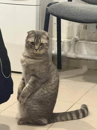 Отдам даром кота