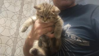 Отдам котенка