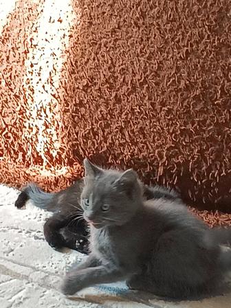 Отдам котят в хорошие руки