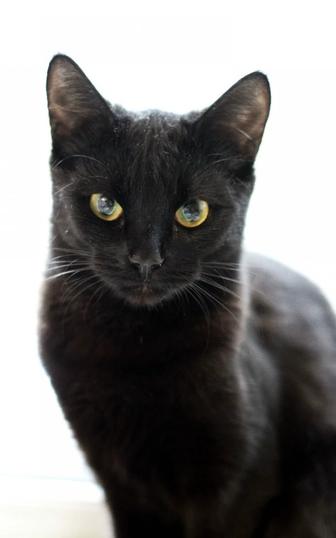 Котенок кошка кот