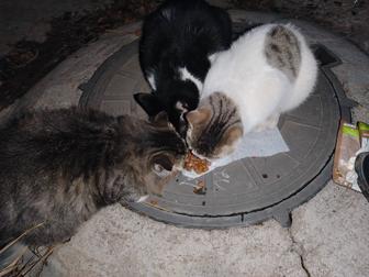 Котенок в добрые руки