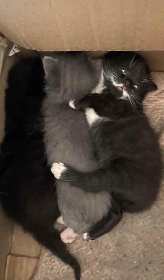 Отдам котят