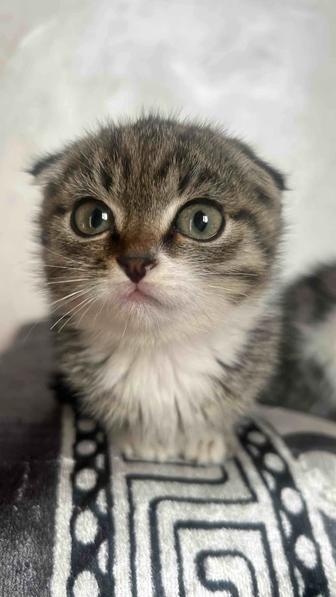 Сатылады Мысық