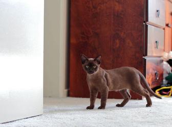 Кот породы Бурма