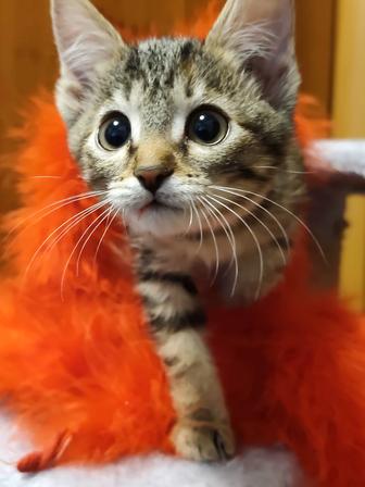 Котята возраст 2-2,5 месяца ищут дом