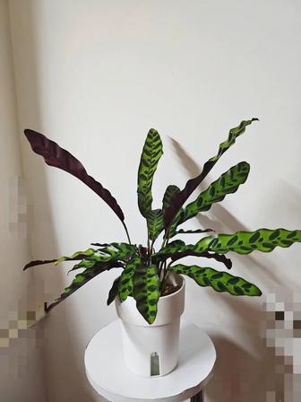 Калатея Лансифолия