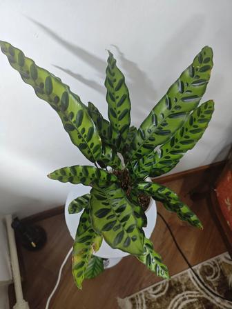 Калатея Лансифолия