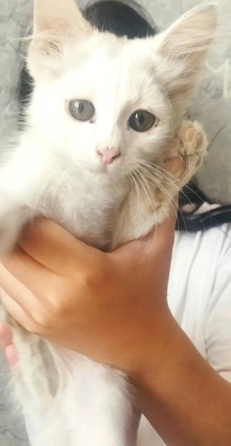 В добрые руки котенок мальчик