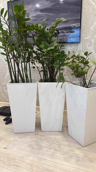 Замиокулькас денежное дерево с кашпо