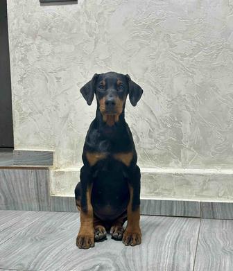 Доберман щенки с документами