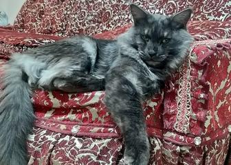 Отдам кота в хорошие руки