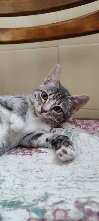 Срочно отдам в добрые руки котенка-девочку