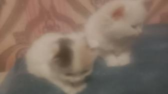 Котята