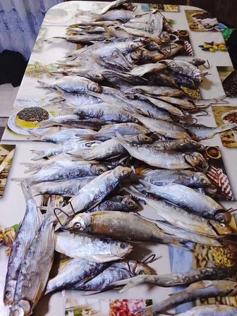 Продам рыбу рыбец