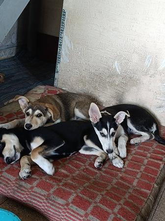 Отдам бесплатно щенков