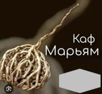 Каф-Марьям-растение от бесплодия.