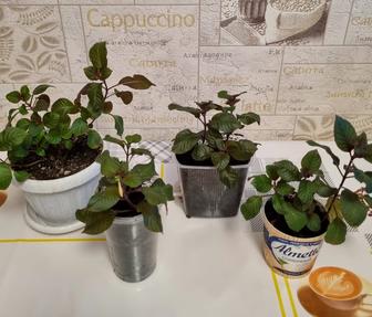 Цветы фуксия