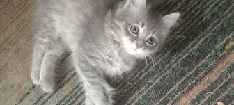Котята