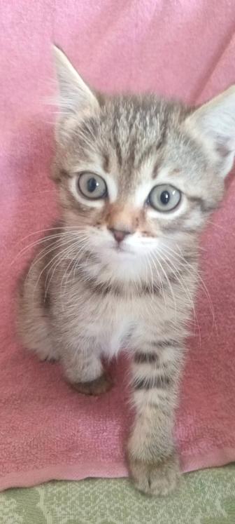 Котята