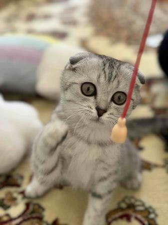 Животные кошка