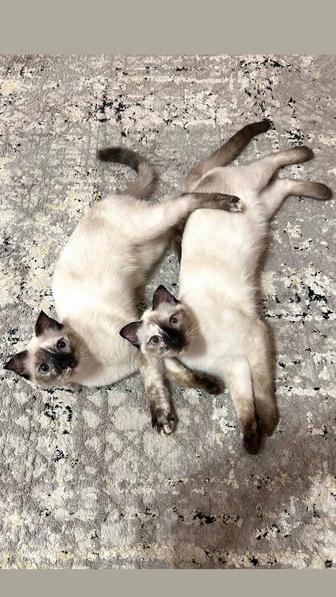 Отдам в самые ответственные и любящие руки двух котят