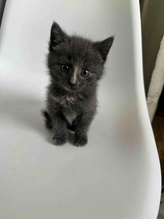 Отдам домашнего котеночка