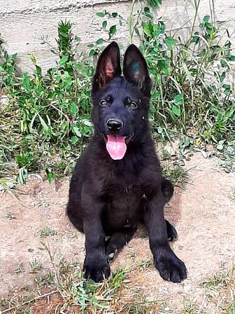 Питомник Немецких овчарок