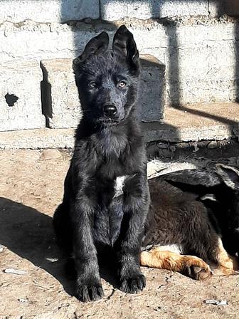 Питомник Немецких овчарок