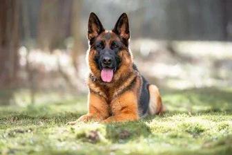 Питомник Немецких овчарок РР.