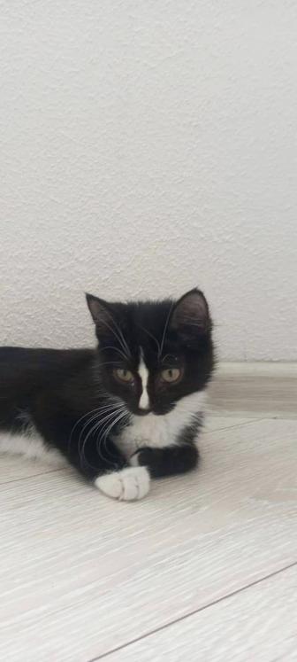 Котенок ищет дом
