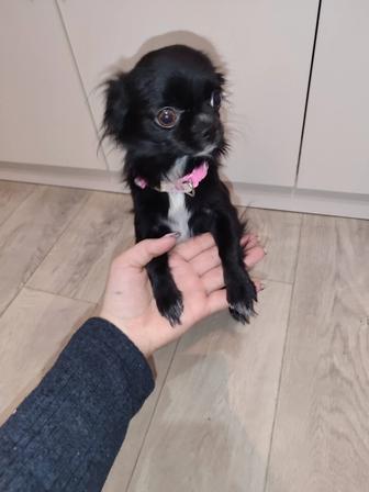 Мальчик чихуахуа ищет себе невесту