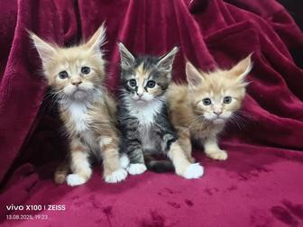 Продам котят мейн кун