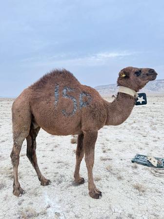 Еркек тайлақ сатам