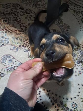 Щенок только в ответственные руки