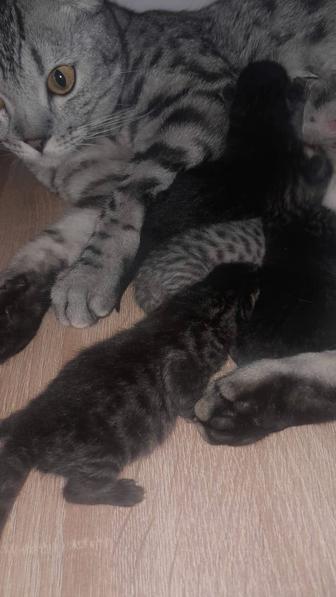 Котята шотландские,вислоухие