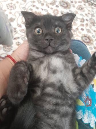 Котята шотландские,вислоухие