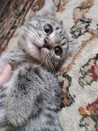 Котята шотландские,вислоухие