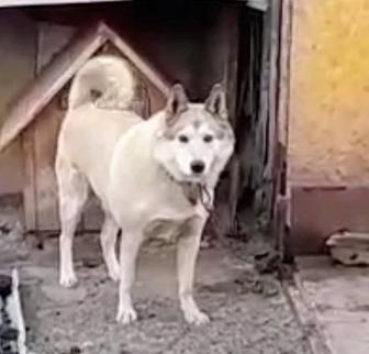 Лайка с родословной