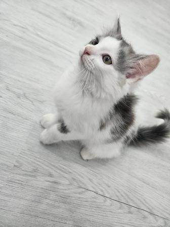 Красивый, шустрый котенок